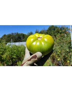 Tomato 'Cherokee Green'