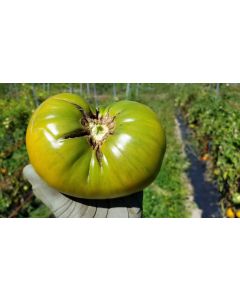 Tomato 'Aunt Ruby's German Green' Seeds (Naturally Grown)