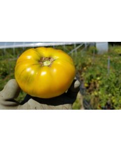 Tomato 'Pork Chop' Seeds (Naturally Grown)