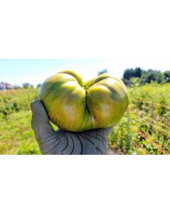 Tomato 'Berkely Tie-Dye'