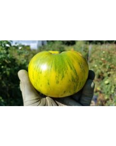 Tomato 'Pineapple Pig' 