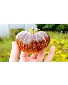 Tomato 'Dark Galaxy' 
