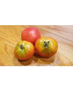 Tomato 'Variegated' AKA 'Splash of Cream'