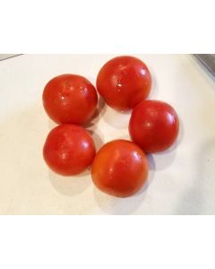 Tomato 'Moneymaker'