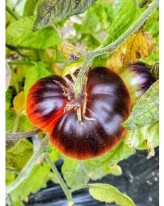 Tomato 'Thunder Mountain' 