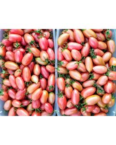 Tomato 'Maglia Rosa' 