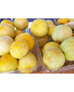 Cucumber 'Lemon'