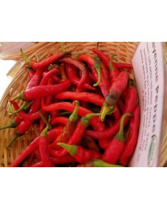 Hot Pepper ‘Long Red Cayenne’
