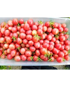 Tomato 'Pink Grape' Plant