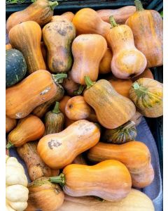 Butternut Squash 'Honeynut' 
