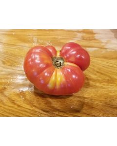 Tomato 'Lil's Favorite'
