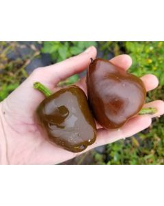 Hot Pepper ‘Chilhuacle Negro' Seeds (Naturally Grown)