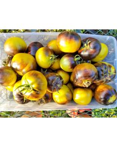 Tomato 'Wagner Blue Green' 