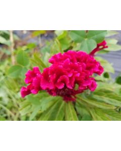 Hot Pink Cockscomb