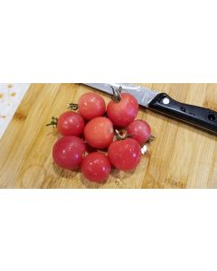 Tomato 'Small Pink Cherry RD' 