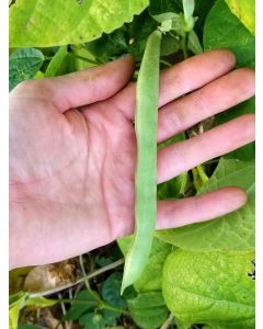 Pole Bean 'Cherokee Trail of Tears' 
