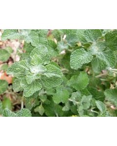 White Horehound 