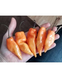 Sweet Pepper 'Habanada' Seeds (Certified Organic)