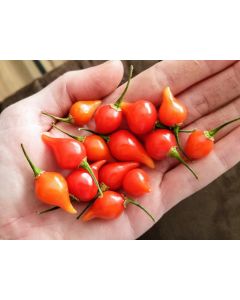 Hot Pepper ‘Biquinho’ 