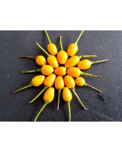 Hot Pepper ‘Yellow Pequin’ 