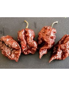 Hot Pepper ‘BBG7 x Srtsl Chocolate’ 