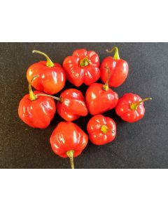 Hot Pepper ‘Red Scotch Bonnet’ 