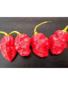Hot Pepper ‘Trinidad 7 Pot’
