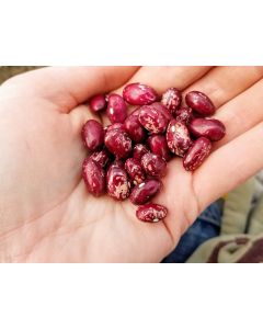 Bush Snap Bean 'Whipple' Seeds (Naturally Grown)