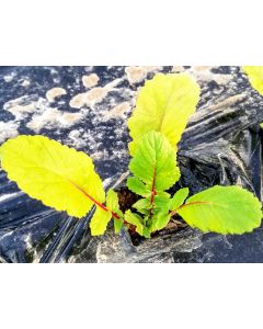 Leaf Radish 'Sasai' Seeds (Naturally Grown)