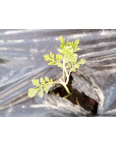 Cress 'Wrinkled Crinkled' Seeds (Naturally Grown)