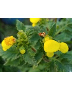 Pocketbook Plant, Yellow Seeds (Naturally Grown)