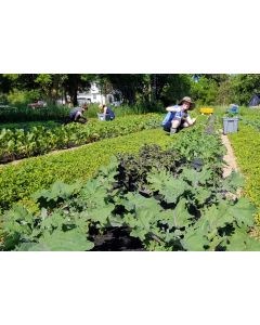 Kale 'Red Russian' Seeds (Naturally Grown)