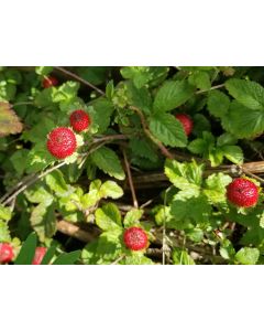 Indian Strawberry AKA Mock Strawberry Seeds (Naturally Grown)