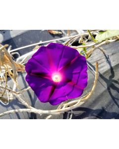 Morning Glory 'Kniola's Black Knight' Seeds (Naturally Grown)