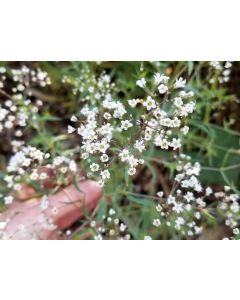 Hardy Baby's Breath Seeds (Naturally Grown)