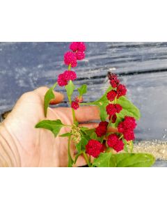 Strawberry Spinach Seeds (Naturally Grown)