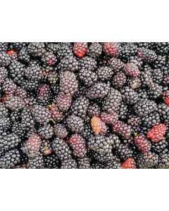 Wild Blackberry Seeds (Naturally Grown)