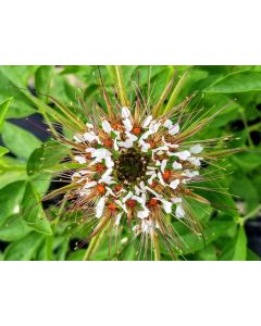 Spider Flower, Cleome marshallii 'White Spider' Seeds (Naturally Grown)