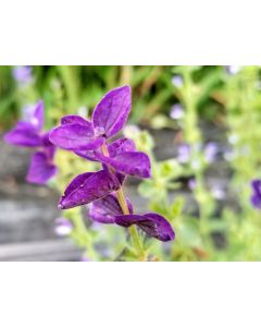 Salvia 'Blue Monday' Seeds (Naturally Grown)