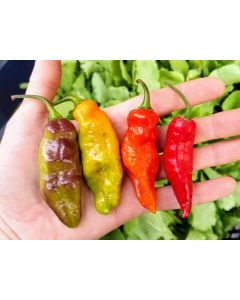 Hot Pepper ‘Black Ghost (Bhut Jolokia x Pimenta de Neyde)' Seeds (Naturally Grown)
