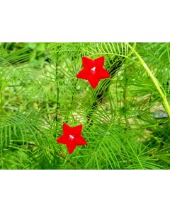 Morning Glory Cypress Vine, Red