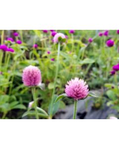 Globe Amaranth ‘Pastel Purple’ Seeds (Naturally Grown)