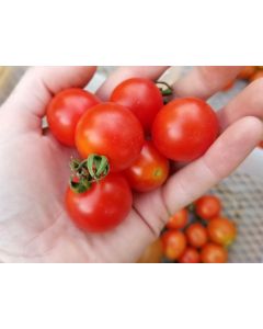 Tomato 'Scarlet Gem' 