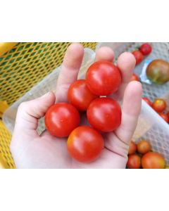 Tomato 'Supersweet 100 F2' Seeds (Certified Organic)