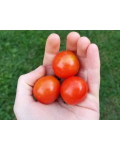 Tomato 'Tumbling Tom Red F2'