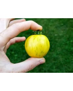 Tomato 'Topaz' AKA 'Huan U'