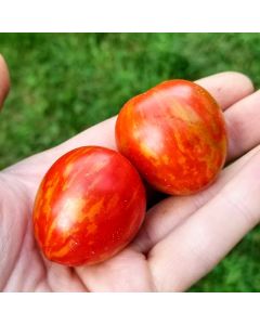 Tomato 'Red Sprinkles' 