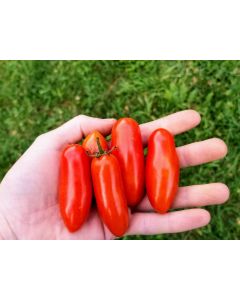 Tomato 'Juliet F2' 