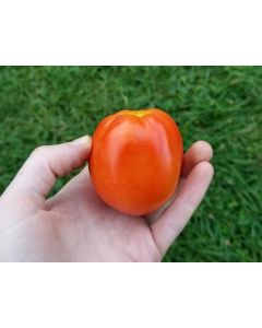 Tomato 'Bellestar'