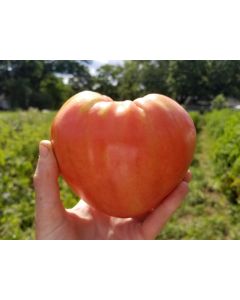 Tomato 'Orlinyi Klyuv' AKA 'Eagle’s Beak' 